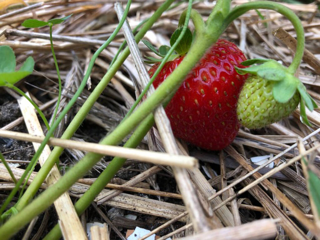 Ripe summer strawberry with a green young berry
