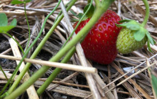Ripe summer strawberry with a green young berry